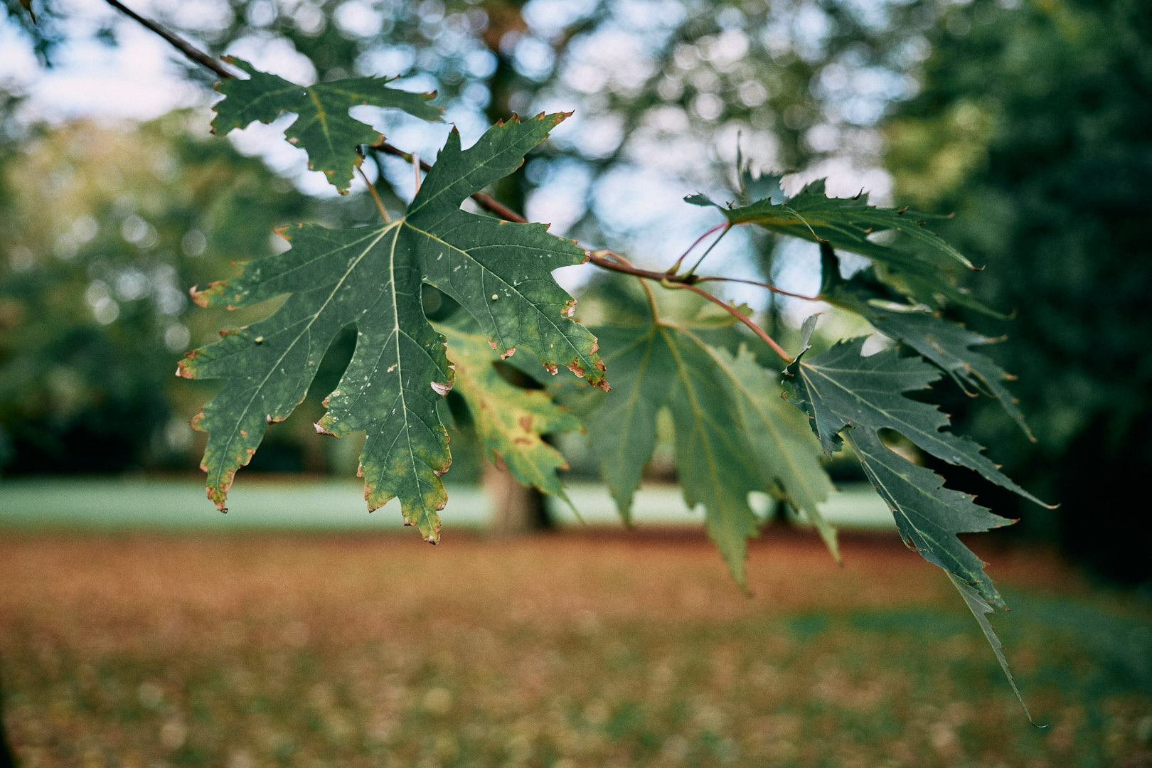 Schlosspark Oldenburg